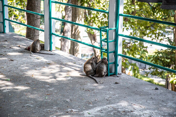 Aerial view of Wat Phra Phutthachai in Saraburi, Thailand