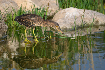 Black-crowned Night Heron Juvenile with Reflection Fishing on the Pond, Closeup Portrait 
