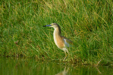 Squacco Heron Fishing on the Pond with Green Grass in Early Morning