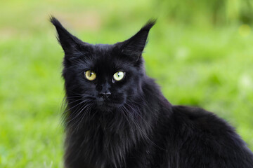 closeup portrait of young purebred pedigreed cat, black maine coon with bright green eyes on the grass on the grass