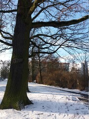 Bike path in the snow