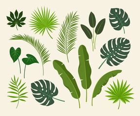 Tropical, exotic plants leaves set. Palm tree, banana, monstera, fan palm leaf.  Floral summer flat vector illustration.