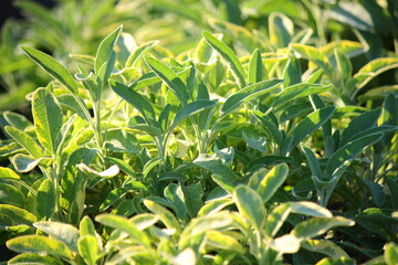 Szałwia lekarska (Salvia officinalis) odmiany ‘Aureomaculata’ rosnąca w ogrodzie