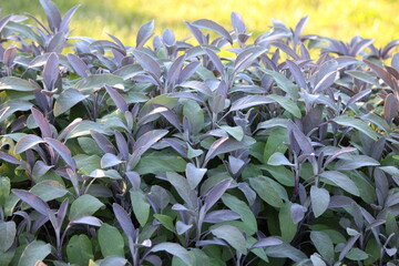 Sage (Salvia officinalis) variety 'purpurascens' growing in the garden