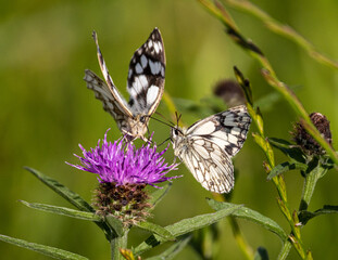 Obraz na płótnie Canvas Pair of marbled white butterflies on a thistle. Mating stance.
