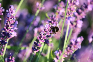 Violet lavender flowers (Lavandula angustifolia) blooming in the garden