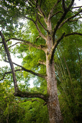 Obraz premium tree in the forest