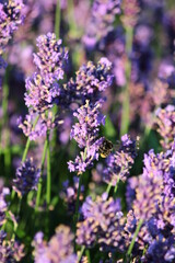 Violet lavender flowers (Lavandula angustifolia) blooming in the garden