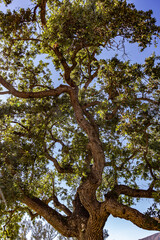 Fototapeta na wymiar Upward view of an old oak tree with gnarled limbs against a blue sky