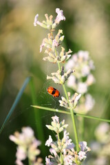 Ladybug on a branch of white lavender