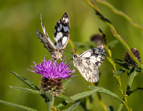 Pair of marbled white butterflies on a thistle. Mating stance.