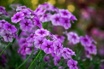 Fioletowe kwiaty floksów kwitnące w ogrodzie