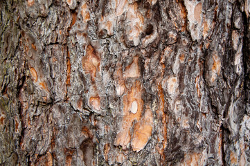 bark of a tree