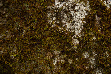 lichen on the rock