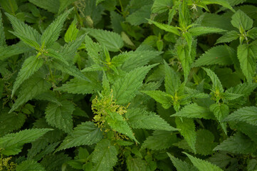 close up of nettle