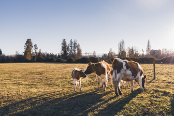 A cow herd standing and eating on a grass field during a sunset