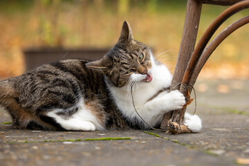 Katze im herbstlichen Garten