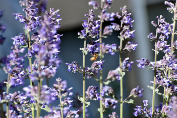 Fototapeta premium Bee in Lavender