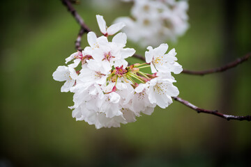 blossom in spring