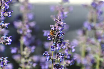 Bee in Lavender