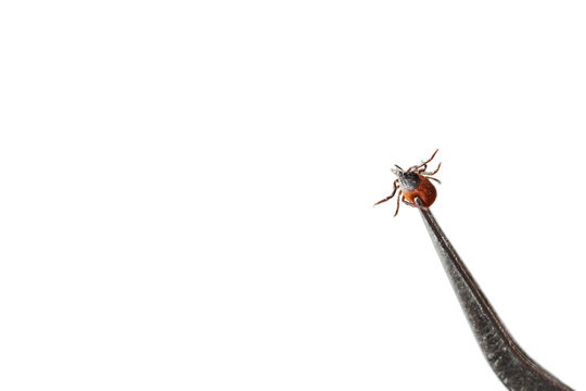 catch the tick with tweezers. closeup isolated on white background with copy space