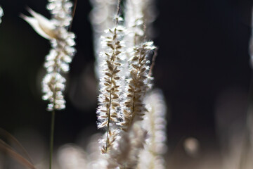 Bokeh type photo of wheat flower. Macro photo. Golden flower. Foreground.
