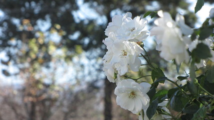 Flores blancas