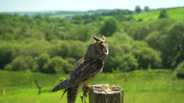 Long eared owl bird of prey standing on hand tries to fly botanic garden closeup