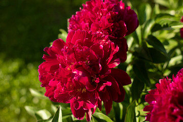 Red flower in the garden. Beautiful flower bud. Plants bloom in summer.