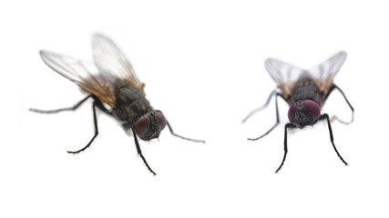 two flies on a white background close-up with copy space, front and side view of a fly