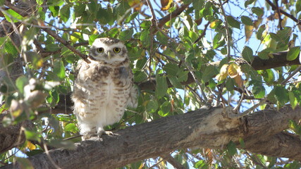 Vizcachera Owl