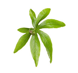 Passiflora leaf isolated on white. Passion fruit plant