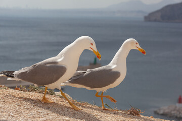 Two of seagulls walking on the rocks of peak Penon de Ifach, Spain
