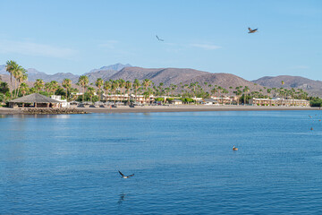 A view of the bay of Loreto with palm trees and mountains in the sunrise, and seagulls flying on the sea of Cortes, MEXICO