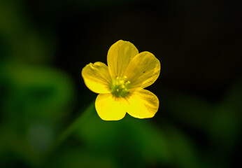 Obraz premium yellow flower on green background