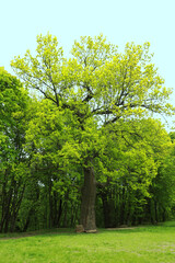 Fototapeta na wymiar Beautiful tall tree with green leaves in park