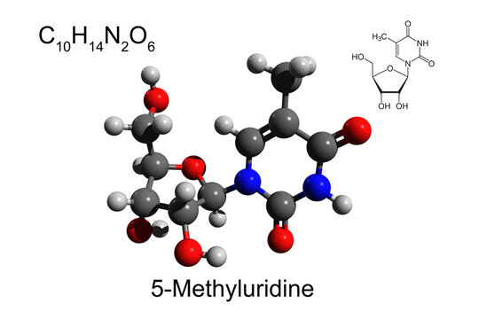 Chemical formula, skeletal formula, and 3D ball-and-stick model of nucleoside 5-methyluridine, white background