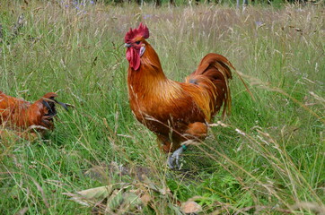 Fototapeta premium chicken and rooster in grass