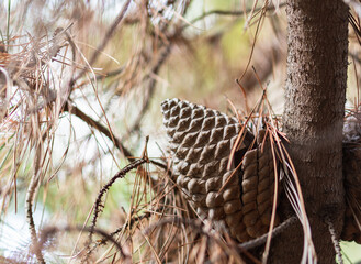 Close-up view of a stone pine (Pinus pinea) in a forest