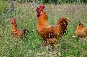 chicken and rooster in grass