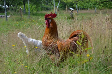 Fototapeta premium chicken and rooster in grass