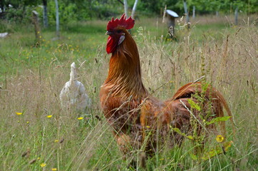 chicken and rooster in grass