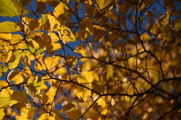 yellow autumn leaves