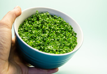 Growing microgreens at home. Microgreens of sprouted basil seeds in human hands. Healthy food and vegetarianism concept.