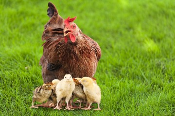 Hen.