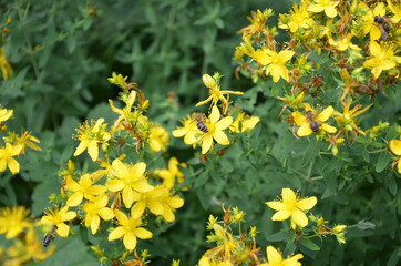 Obraz premium yellow flowers in the garden attracting bees