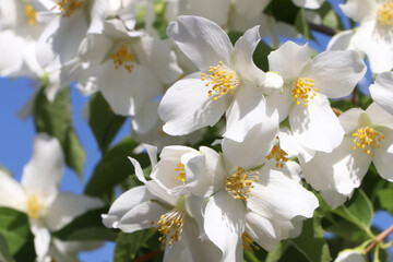 Closeup view of beautiful blooming white jasmine shrub against blue sky