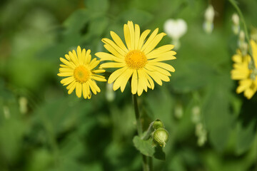 Leopard's Bane Flowers Blooming in a Garden