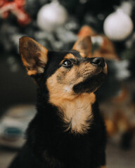 portrait of a dog