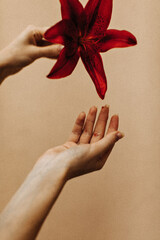 Lady holding red flower on isolated backdrop. Woman hand touches burgundy lily on beige background